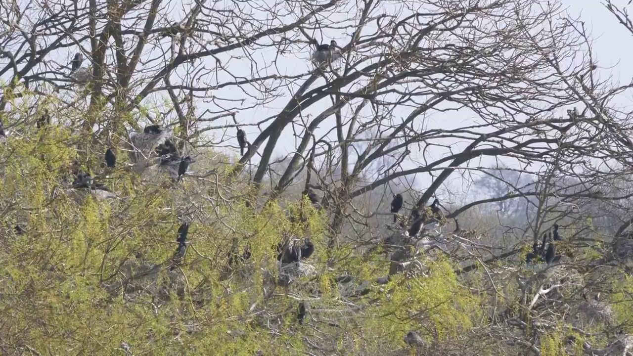 英国东南部自然保护区的野生鸬鹚筑巢4k 60 fps视频素材