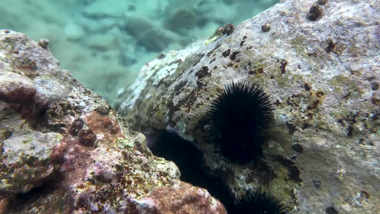 海胆坐在海底的岩石上。视频素材