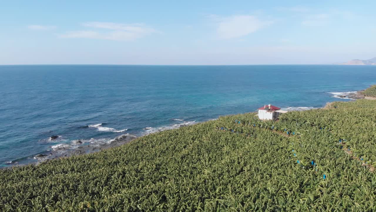 航拍的海上香蕉种植园。生长于热带气候的香蕉绿色树种，果实丰富。农业的农场。热带果园视频素材