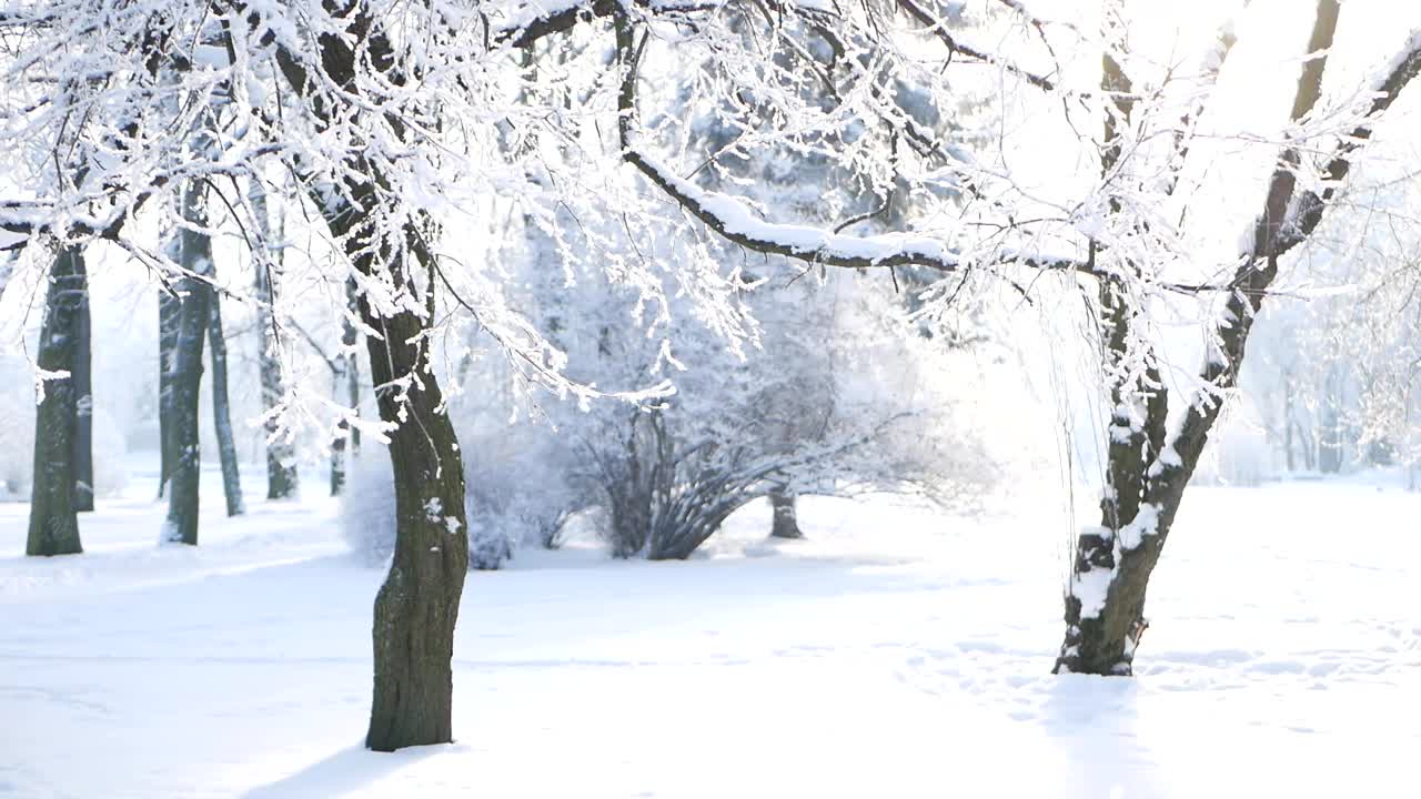 冬天的风景——白雪覆盖的公园里有美丽的树木，覆盖着白霜。视频素材