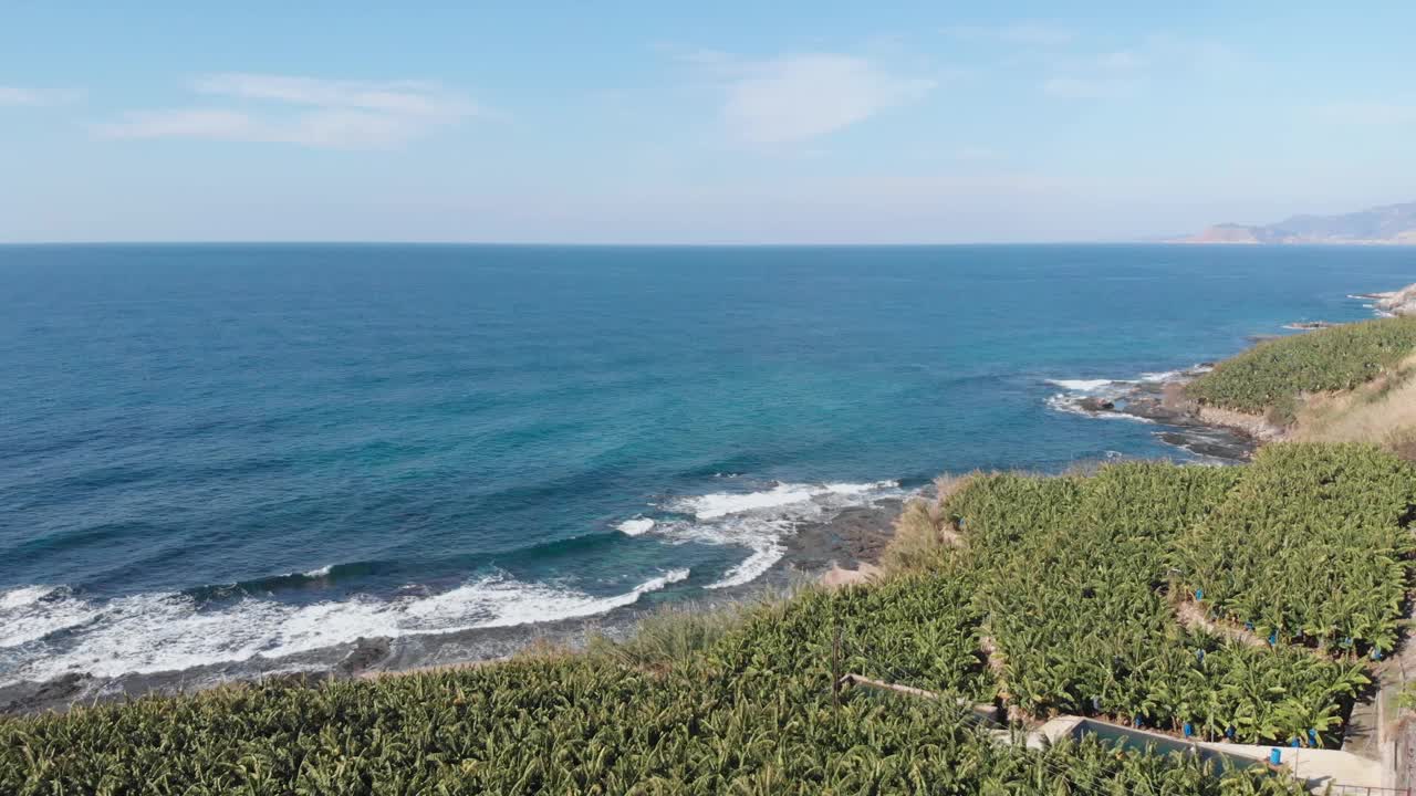 绿色未成熟的新鲜香蕉生长在香蕉种植园。海边的香蕉绿树。在种植园里种植香蕉视频素材