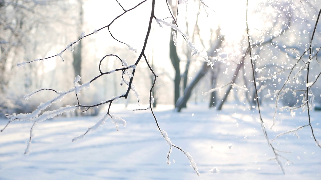 冬天的风景——白雪覆盖的公园里有美丽的树木，覆盖着白霜。视频素材