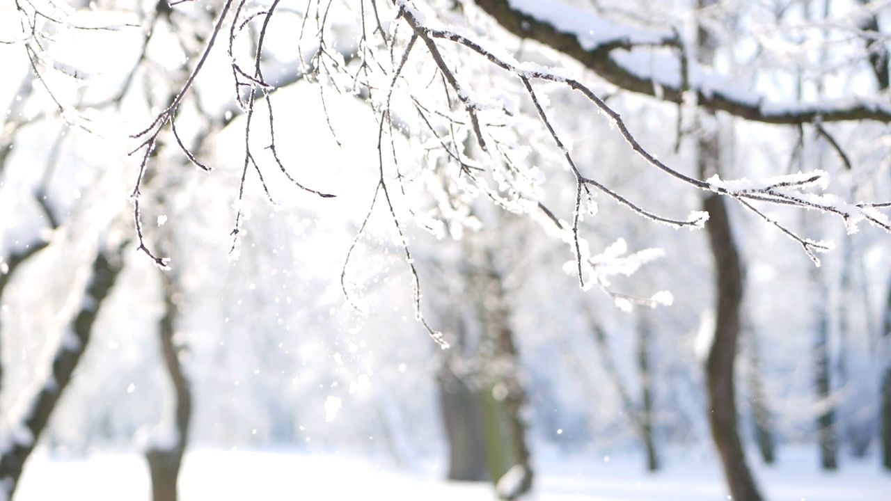 冬天的风景——白雪覆盖的公园里有美丽的树木，覆盖着白霜。视频素材