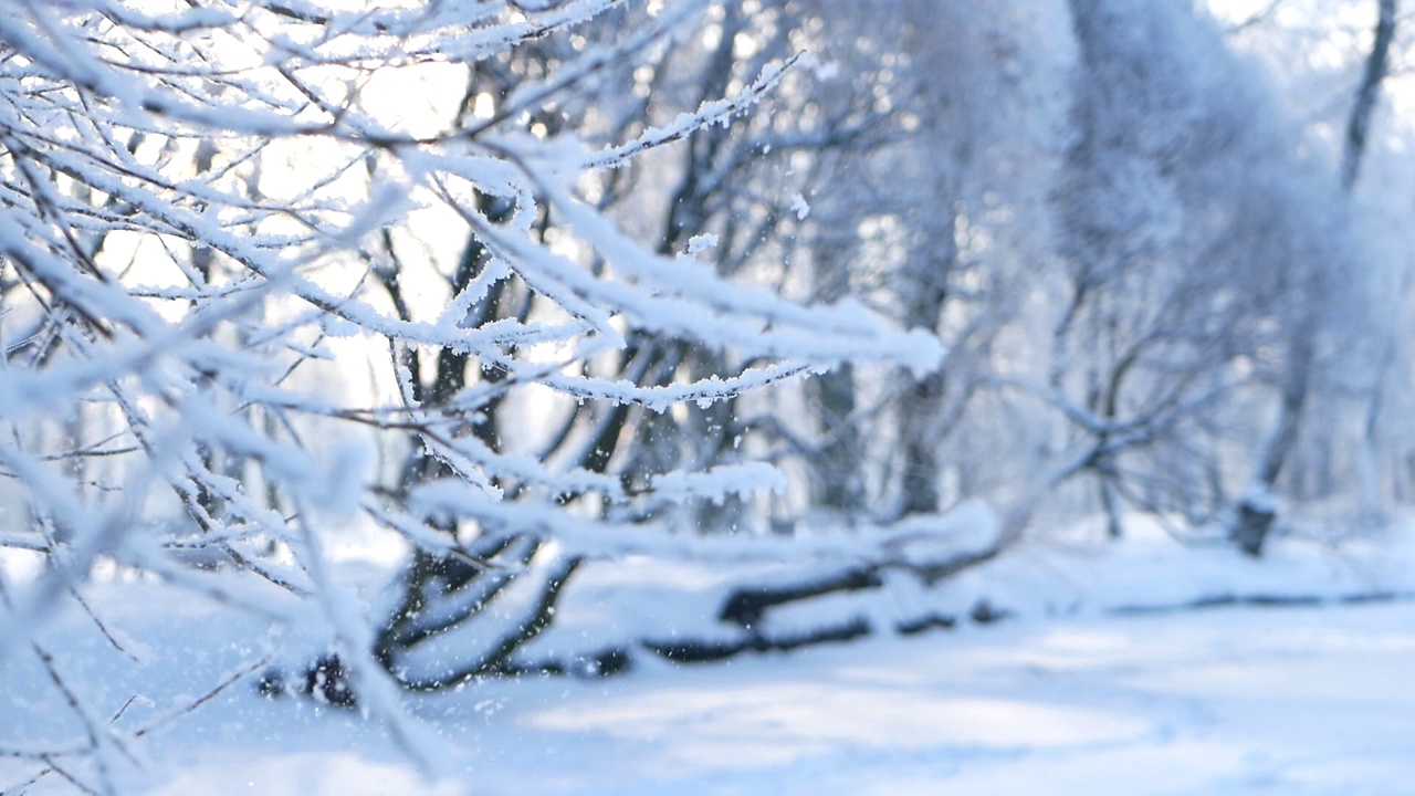 冬天的风景——白雪覆盖的公园里有美丽的树木，覆盖着白霜。视频素材