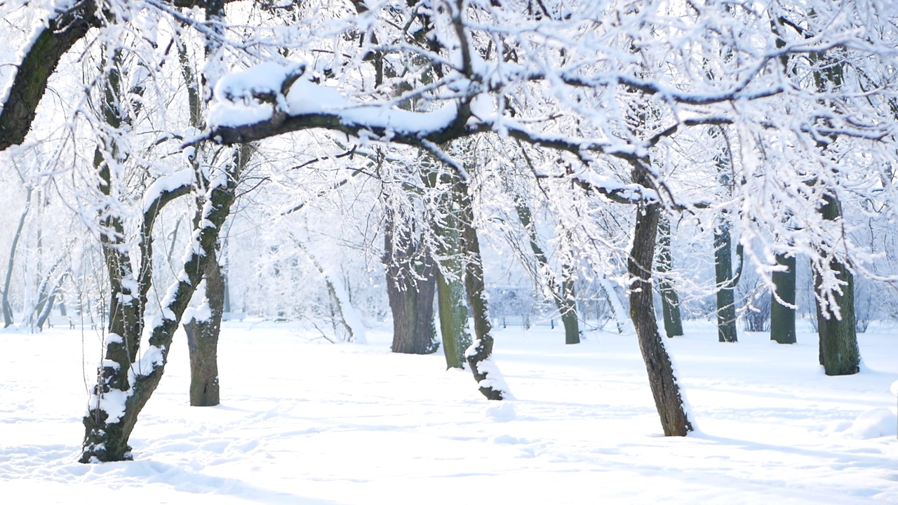 冬天的风景——白雪覆盖的公园里有美丽的树木，覆盖着白霜。视频素材