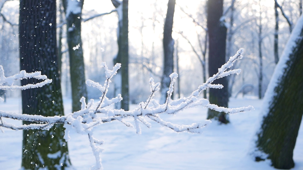 冬天的风景——白雪覆盖的公园里有美丽的树木，覆盖着白霜。视频素材