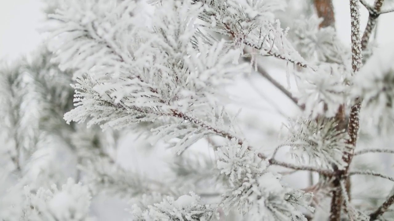 雪中的松树视频素材