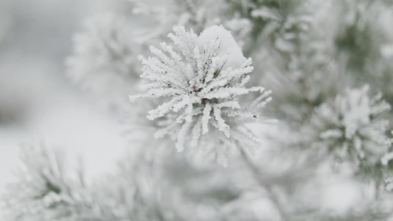 雪中的松树视频素材