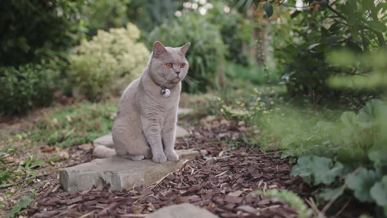 苏格兰猫坐在自家花园里。苏格兰猫在户外散步视频素材