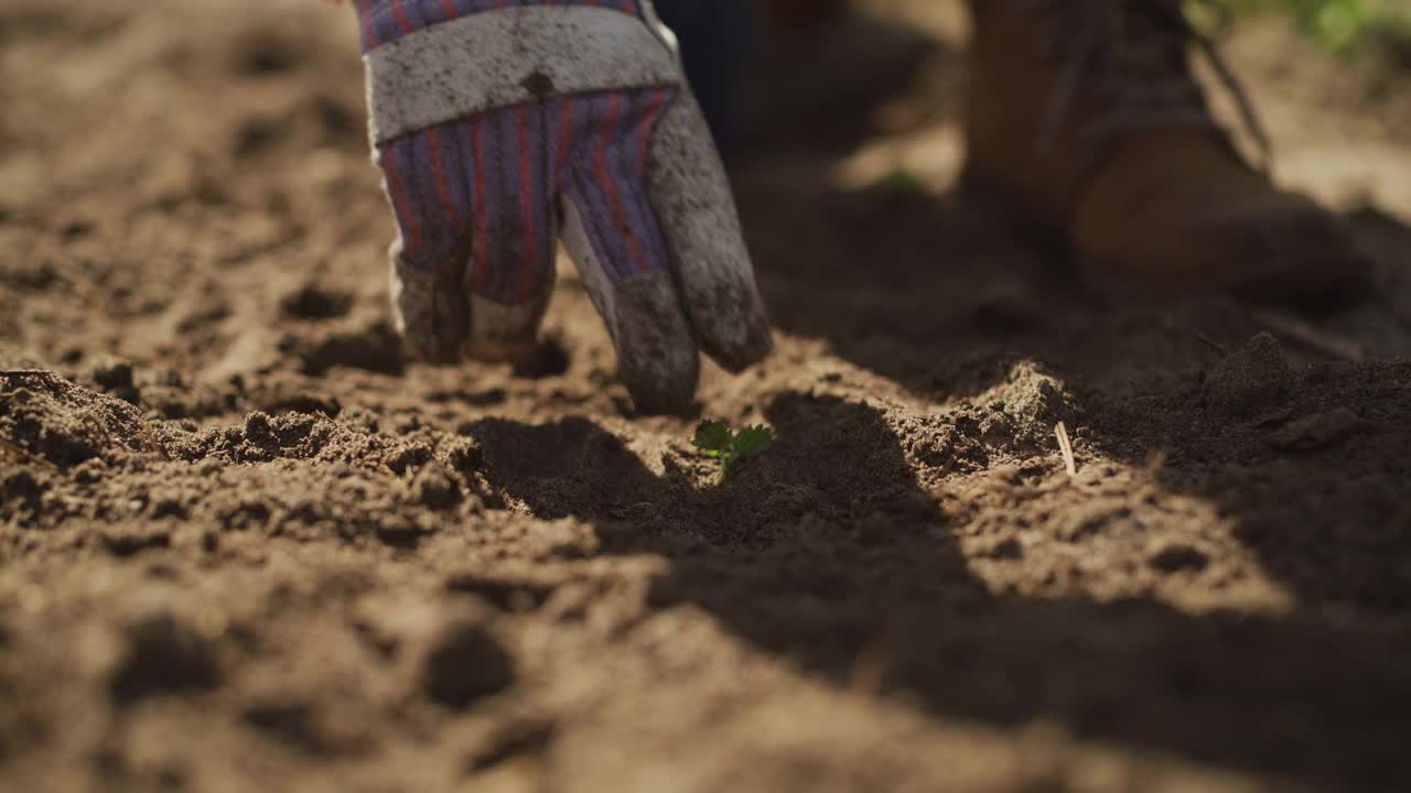 一个农民在土壤中种植的4k视频片段视频素材