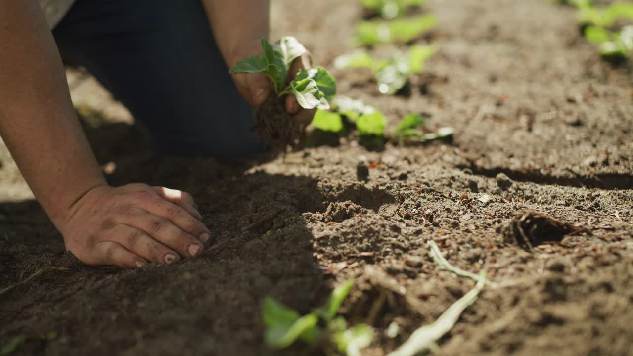 一个农民在土壤中种植的4k视频片段视频素材