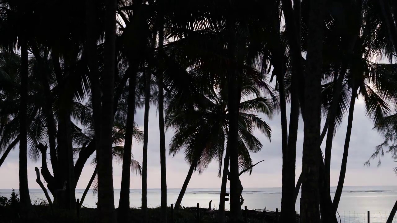 宽夜到白天，印度海洋棕榈树视频素材