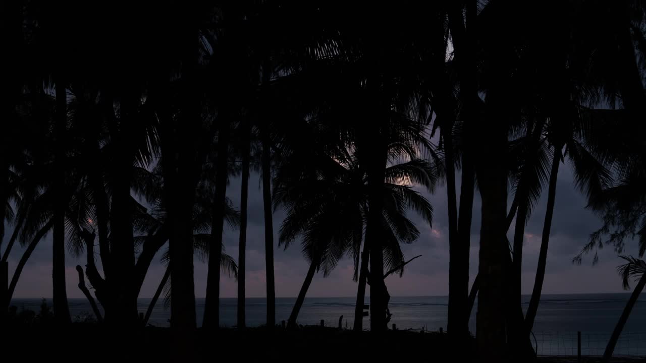 日出棕榈粉色天空印度洋海滩视频素材