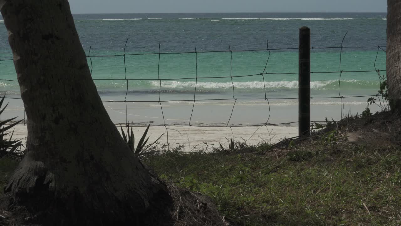 海滩棕榈特写视频下载