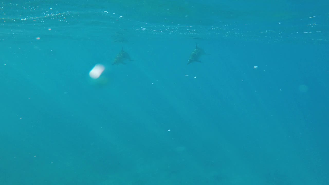 飞旋海豚在蓝水中游泳。视频素材