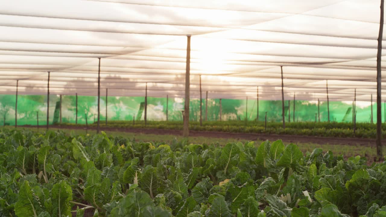 农场里新鲜菠菜的4k视频片段视频素材