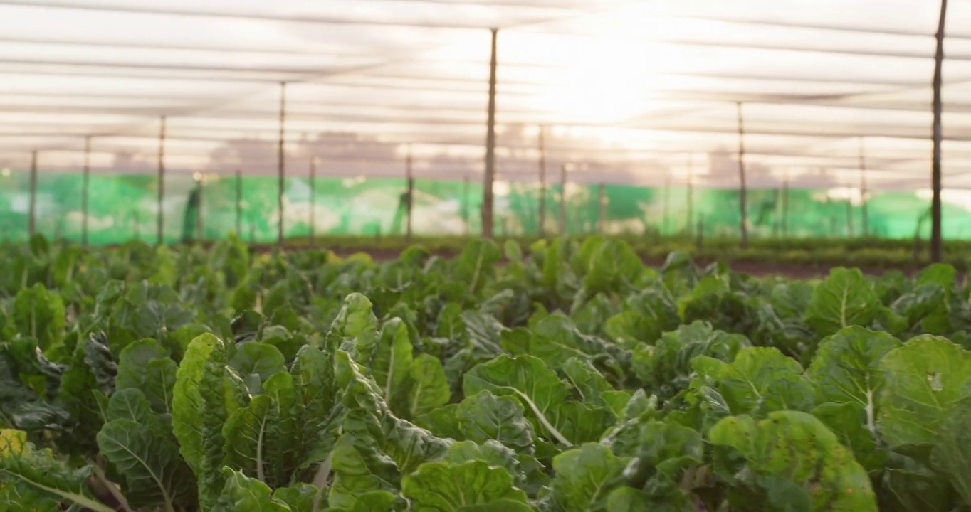 农场里新鲜菠菜的4k视频片段视频素材