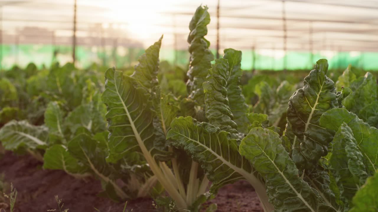 农场里新鲜菠菜的4k视频片段视频素材