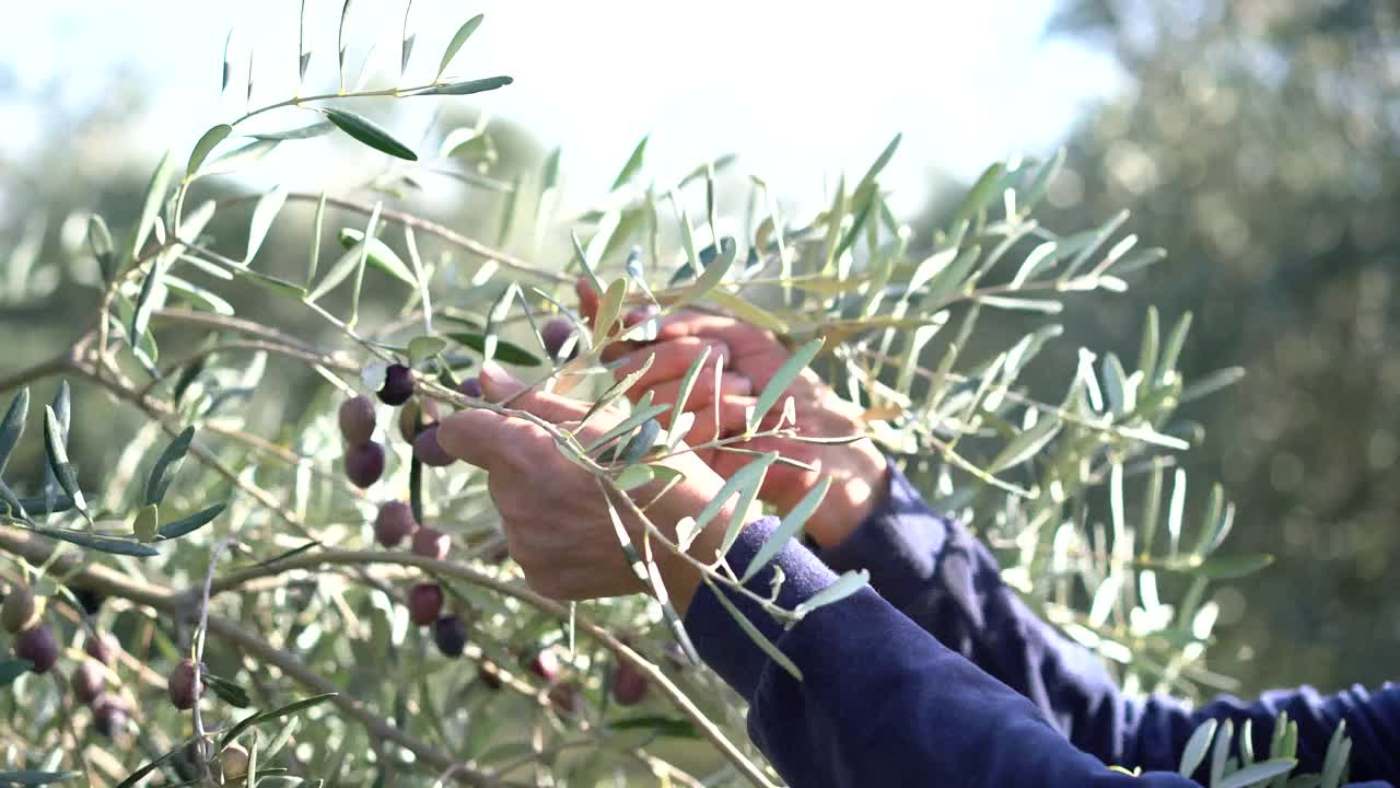 收获橄榄。女人的手摘橄榄。视频素材