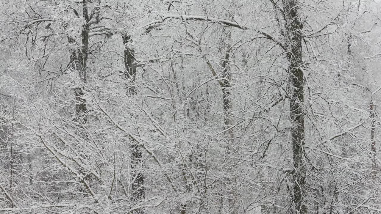 在阴天在模糊的冬季森林背景上的降雪视频素材