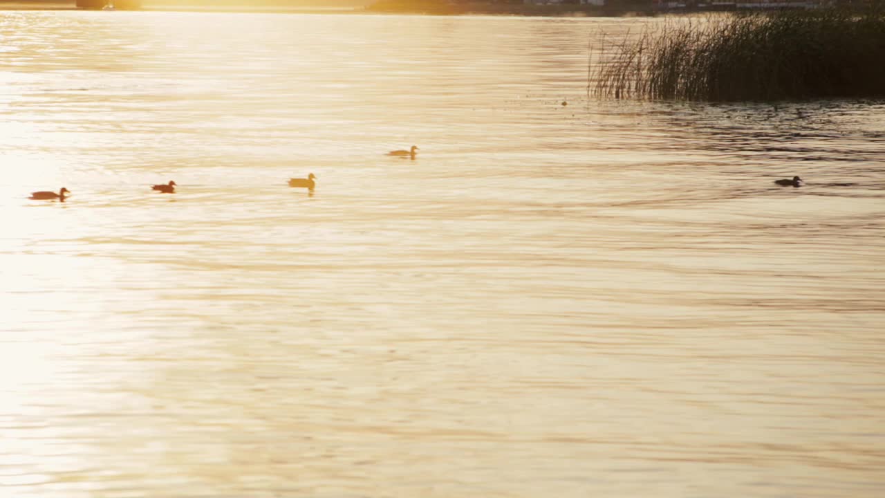 绿头鸭在夕阳下的金色湖水中游泳视频素材