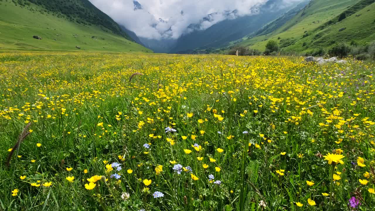 野花草地和高山视频素材