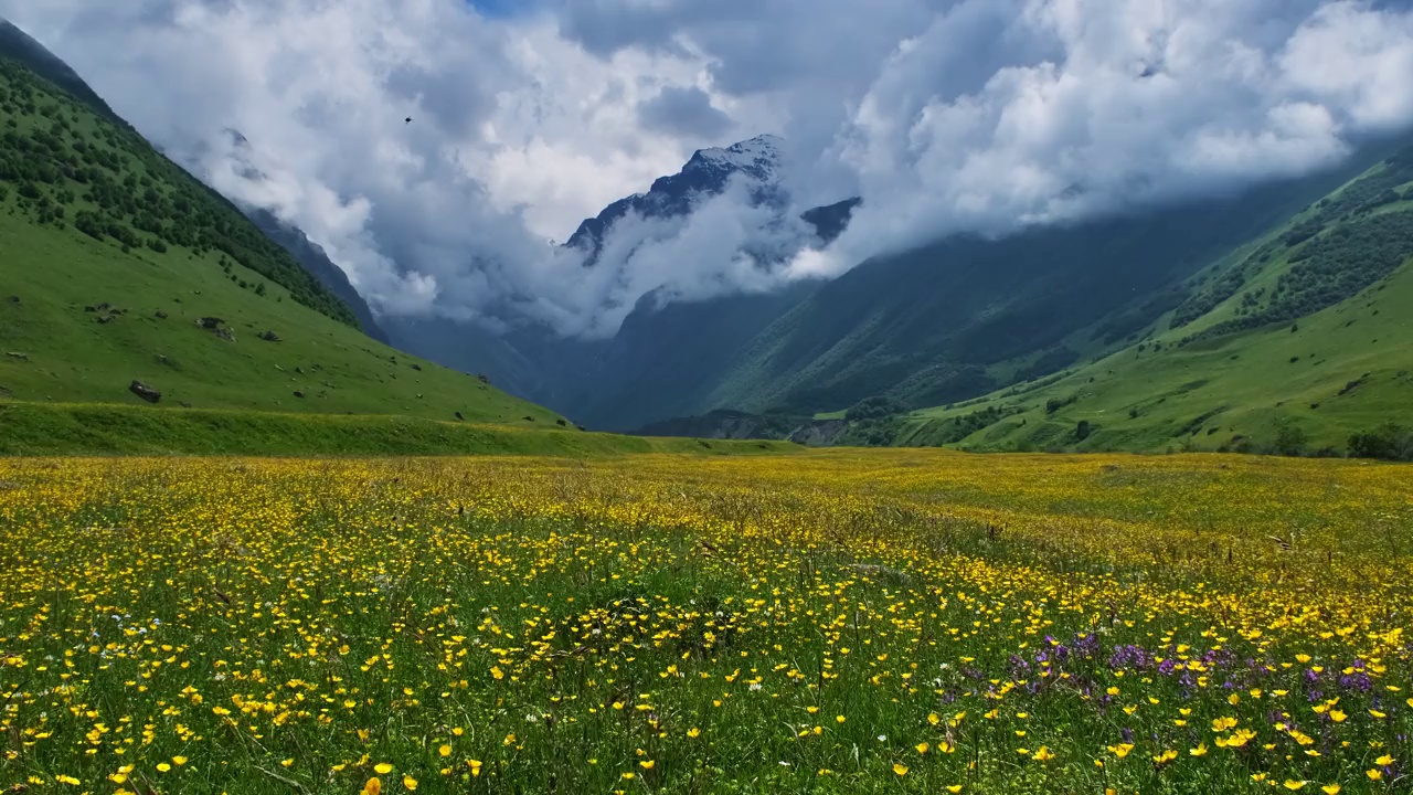 野花草地和高山视频素材