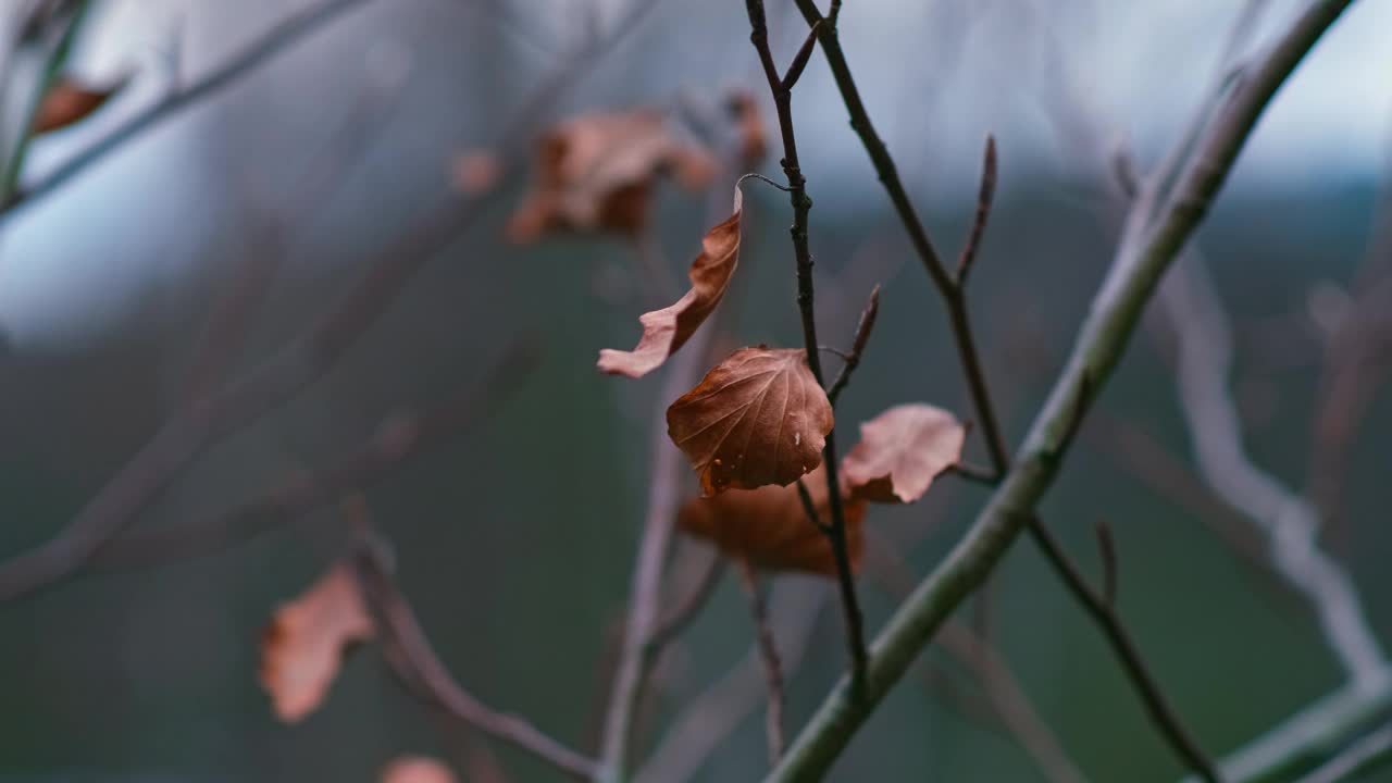 秋风吹枯枯叶视频素材