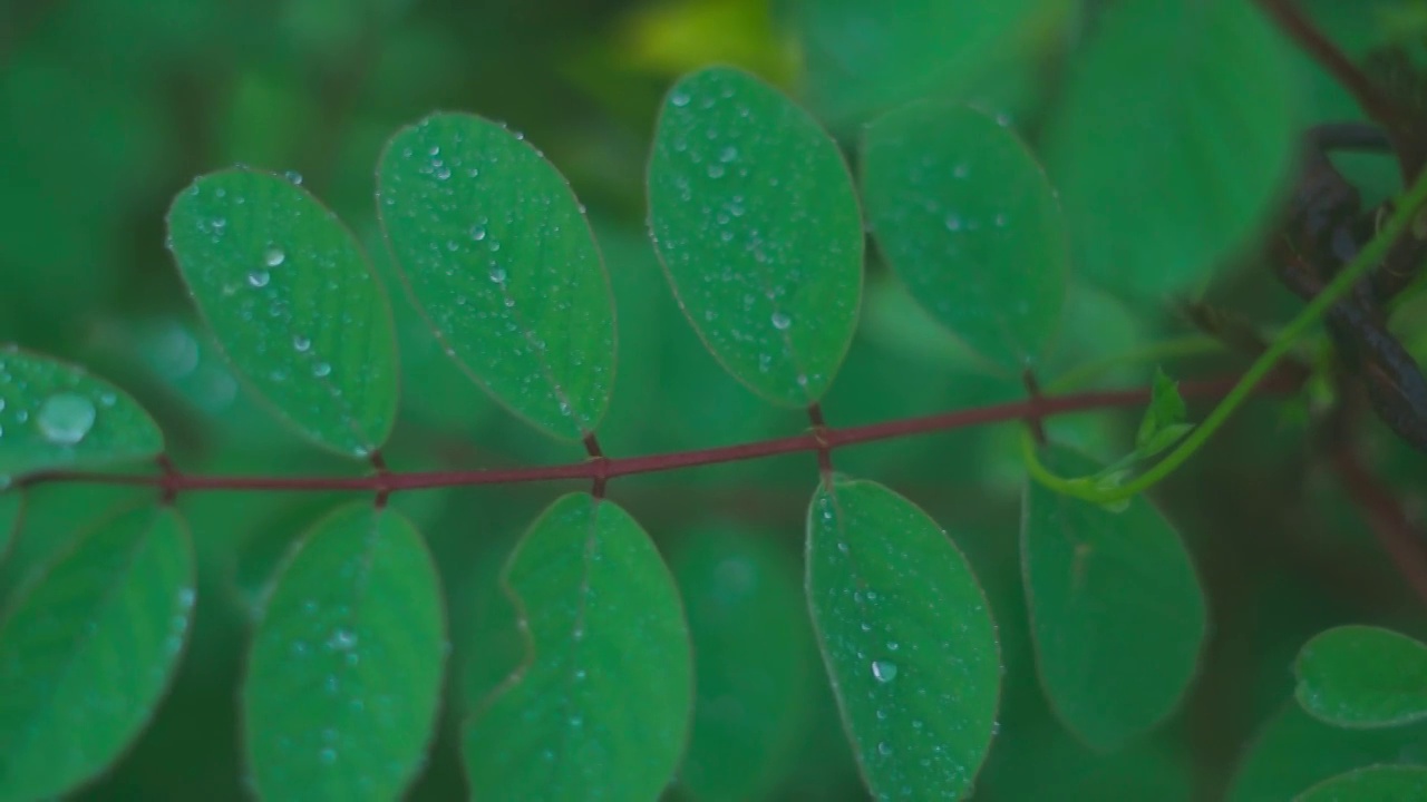 绿叶上的雨滴，户外特写照片视频素材