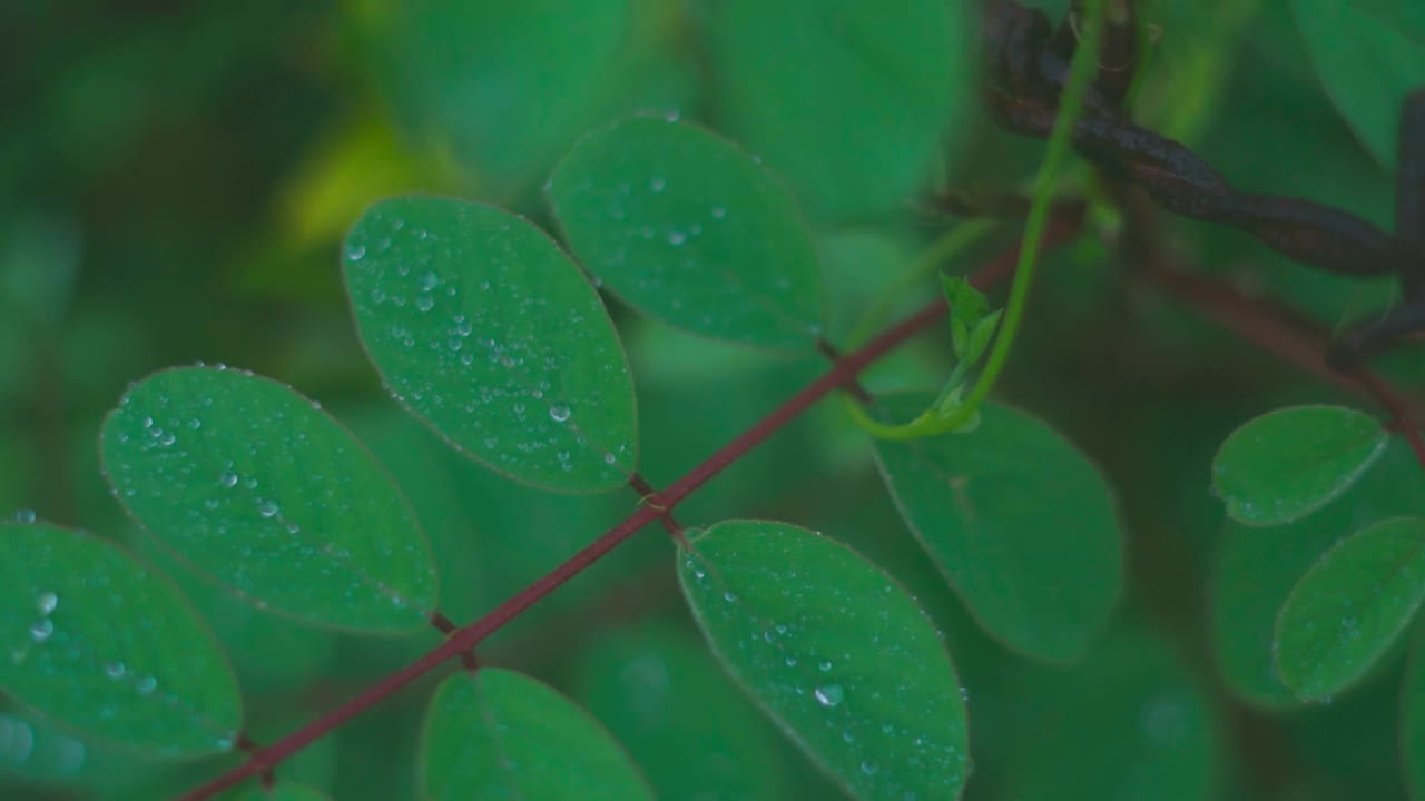 特写镜头水滴在绿色的花瓣上。晨露视频素材