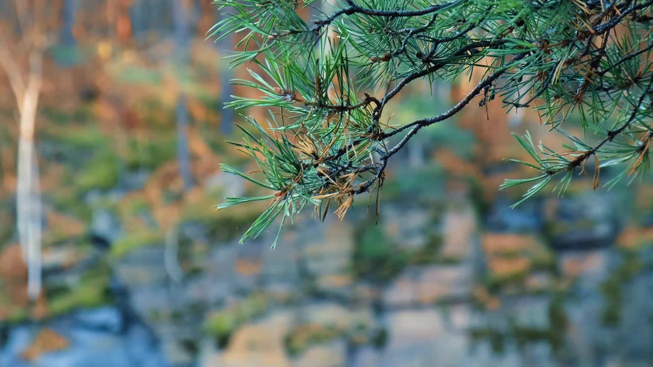 秋季景观背景抽象的自然背景。地球音调。美丽的自然趋势装饰。简约中性的概念视频素材