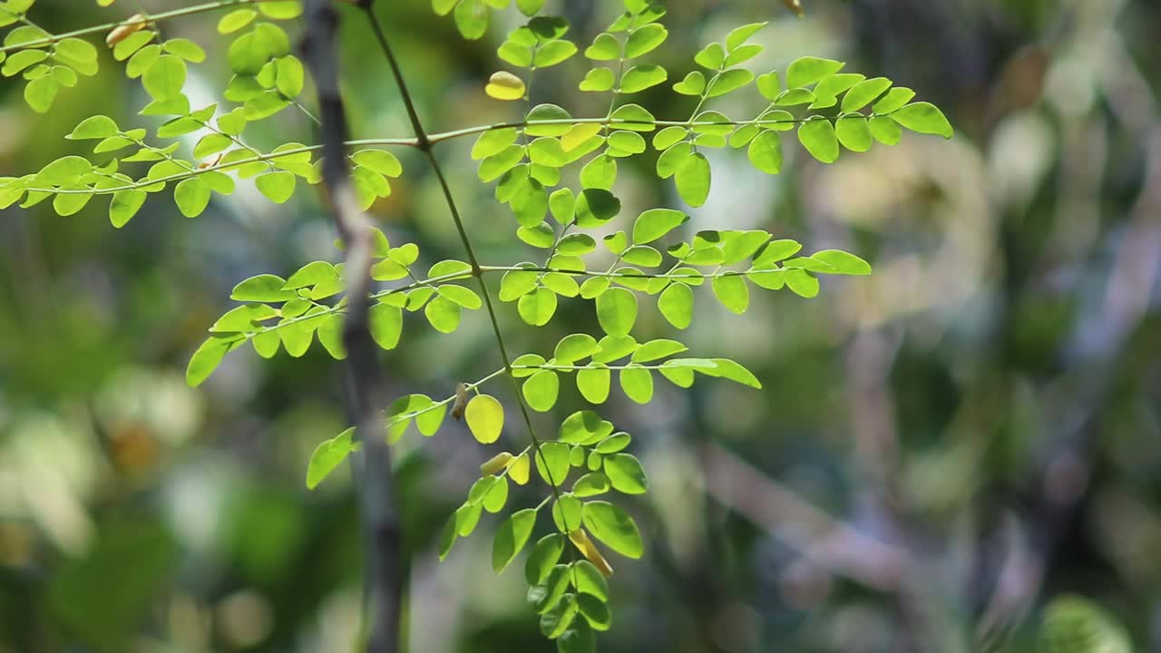 绿色的树叶和风吹在自然的光的背景视频素材