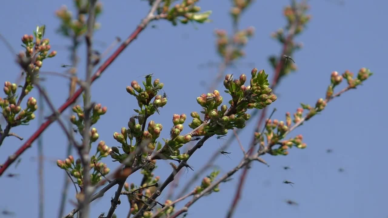 蚊子在樱花里。视频下载