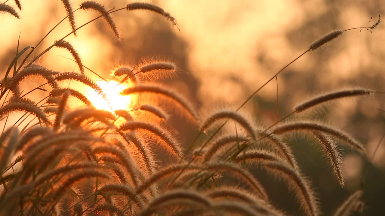 田野里的草视频素材