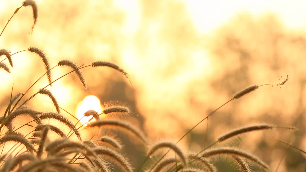 田野里的草视频素材