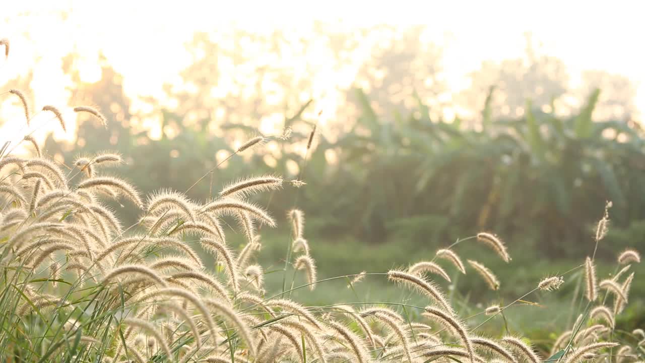 田野里的草视频素材