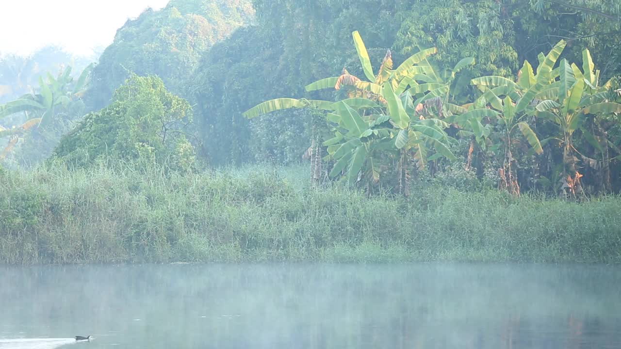 清晨雾蒙蒙的池塘景色视频素材