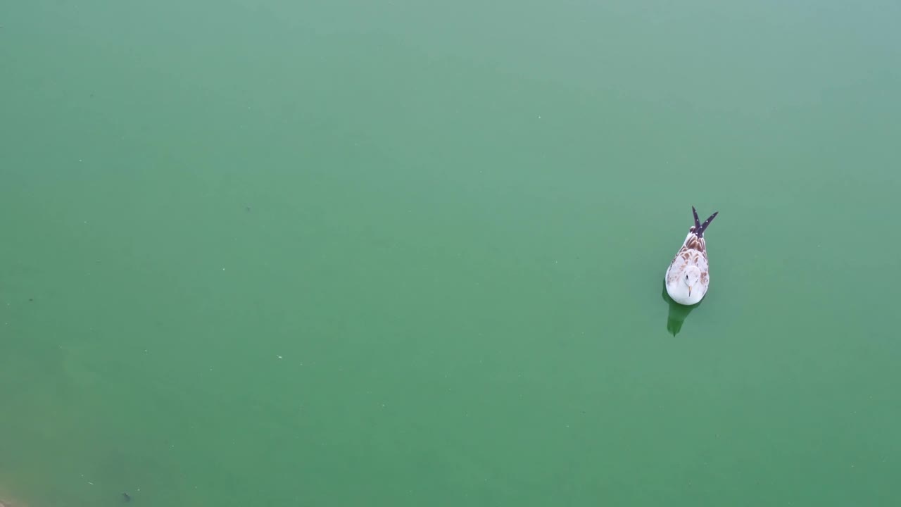 海鸥在城市池塘浑浊的绿色水中游泳。河流污染和候鸟问题。水鸟的生活，海鸥在城市池塘或在野外视频素材