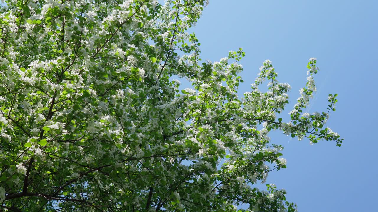 树上白色的苹果花(特写)。选择性聚焦春季。本空间视频素材