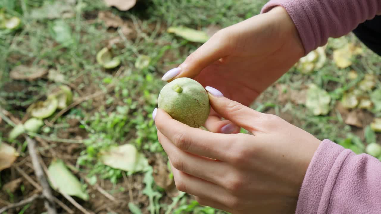 女农民双手清洗核桃，收获。有选择性的重点视频素材