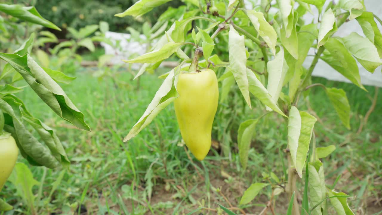 熟透的青椒挂在蔬菜园里的植株上。有机生态蔬菜收获。视频素材