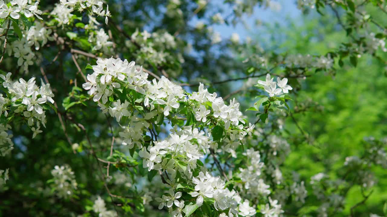 树上白色的苹果花(特写)。选择性聚焦春季。本空间视频素材