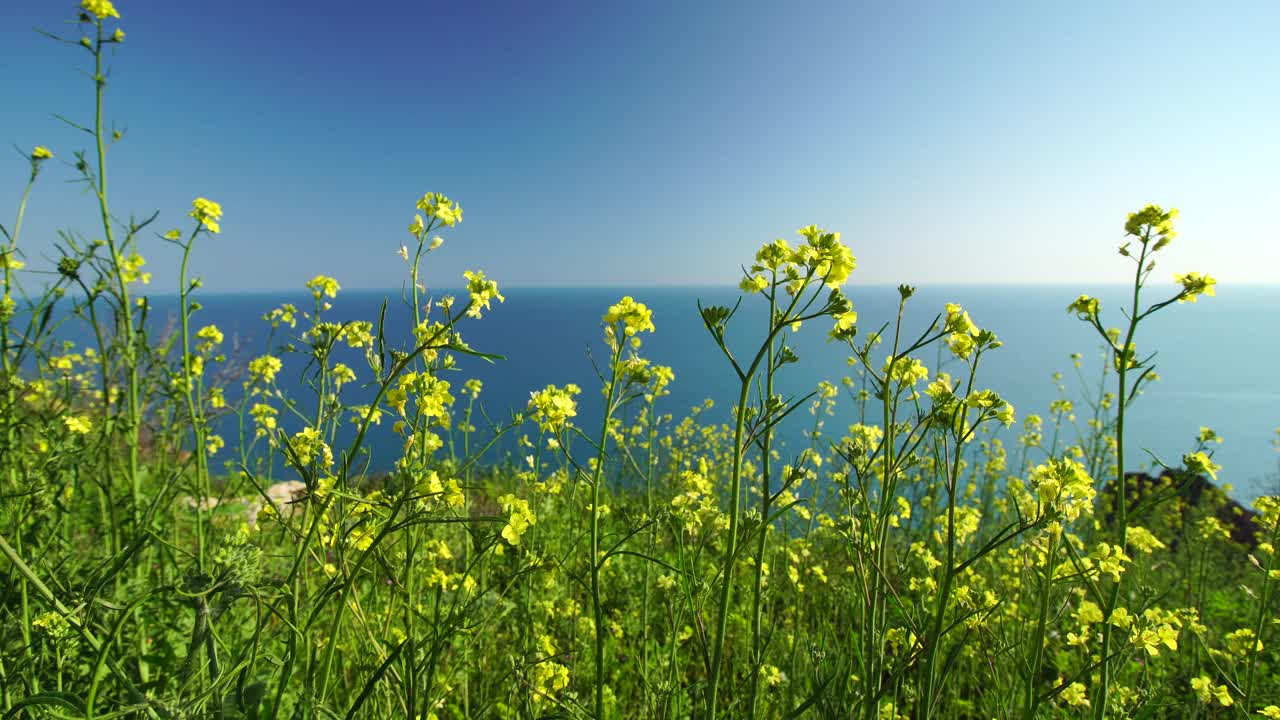 黄色的野花在微风中摇曳，背景是蓝色的海水。近距离观察，选择性聚焦。明亮清新的春天。没有人。永无止境的自然之美视频素材