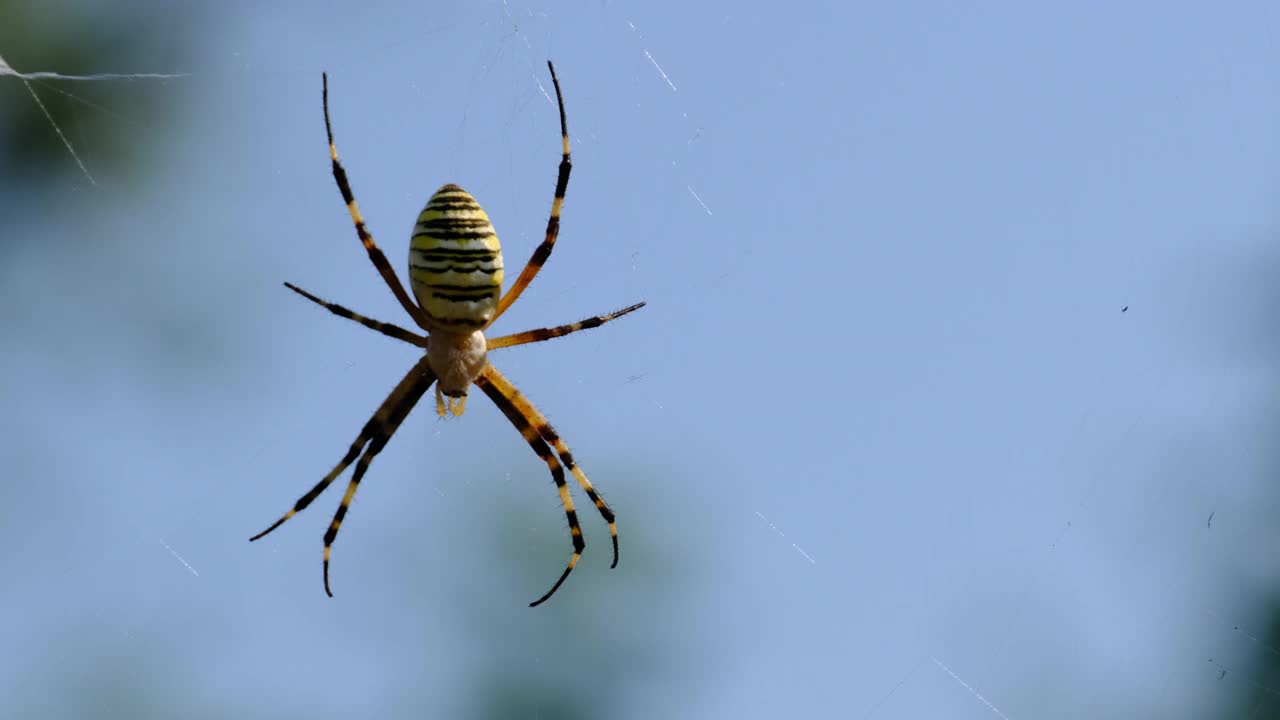 蓝天下的蜘蛛网上的蜘蛛特写，阿吉欧佩·布鲁尼奇视频素材