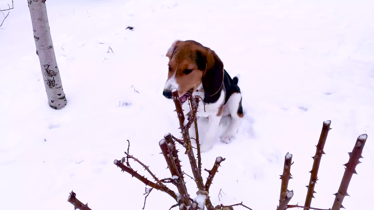 一只小猎犬小狗在冬天的雪地里散步，玩耍，啃树枝。动物搞笑视频视频素材