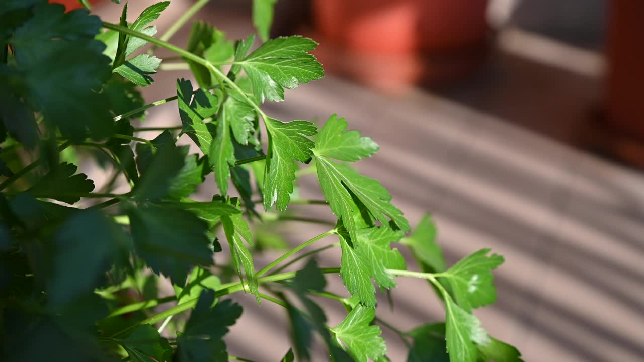 嫩绿的欧芹叶子的特写照片视频素材