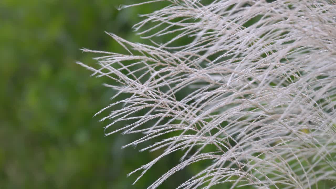 芦苇草的花视频素材