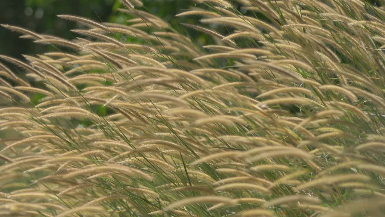 芦苇草的花视频素材