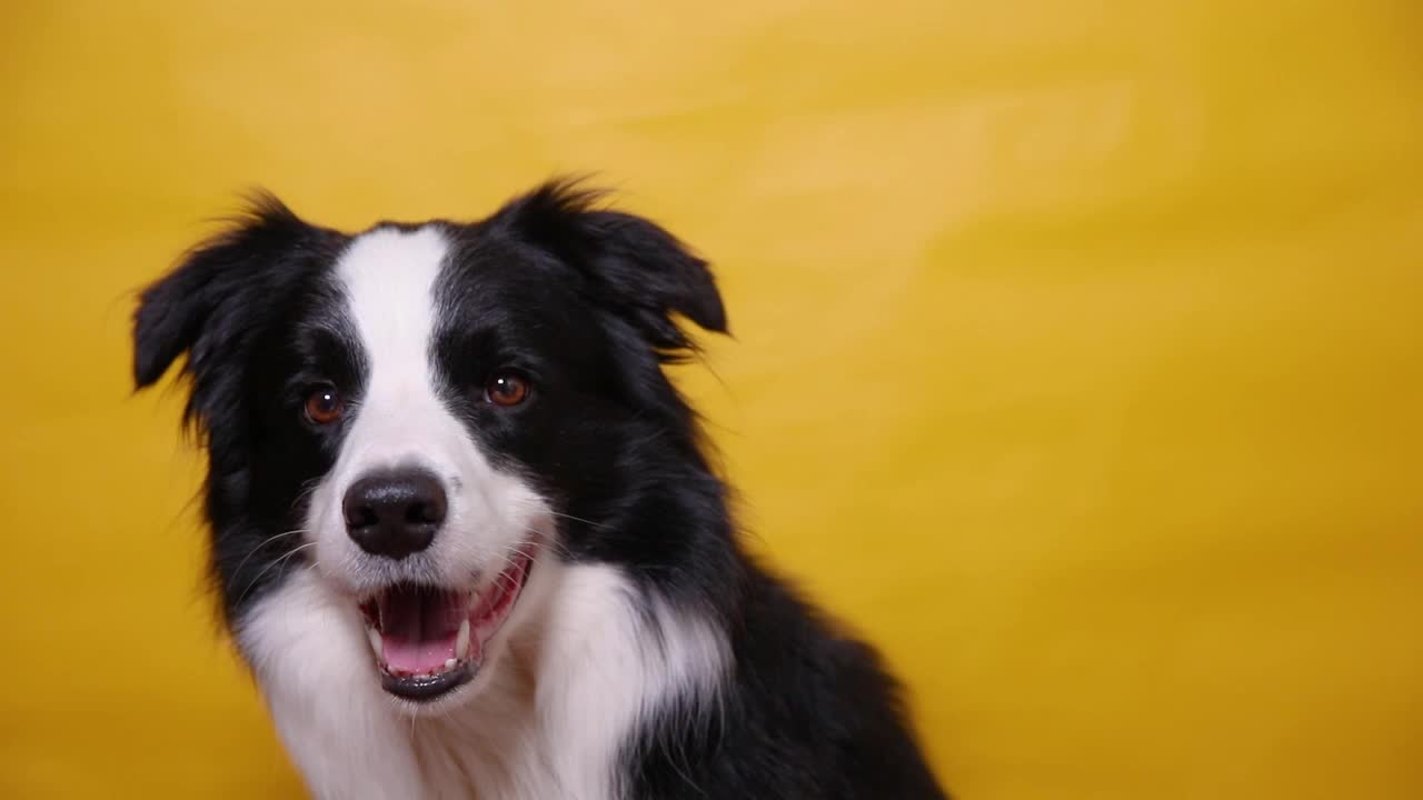 有趣的肖像可爱的小狗狗边境牧羊犬孤立在黄色多彩的背景。可爱的宠物狗。宠物动物生命概念视频素材