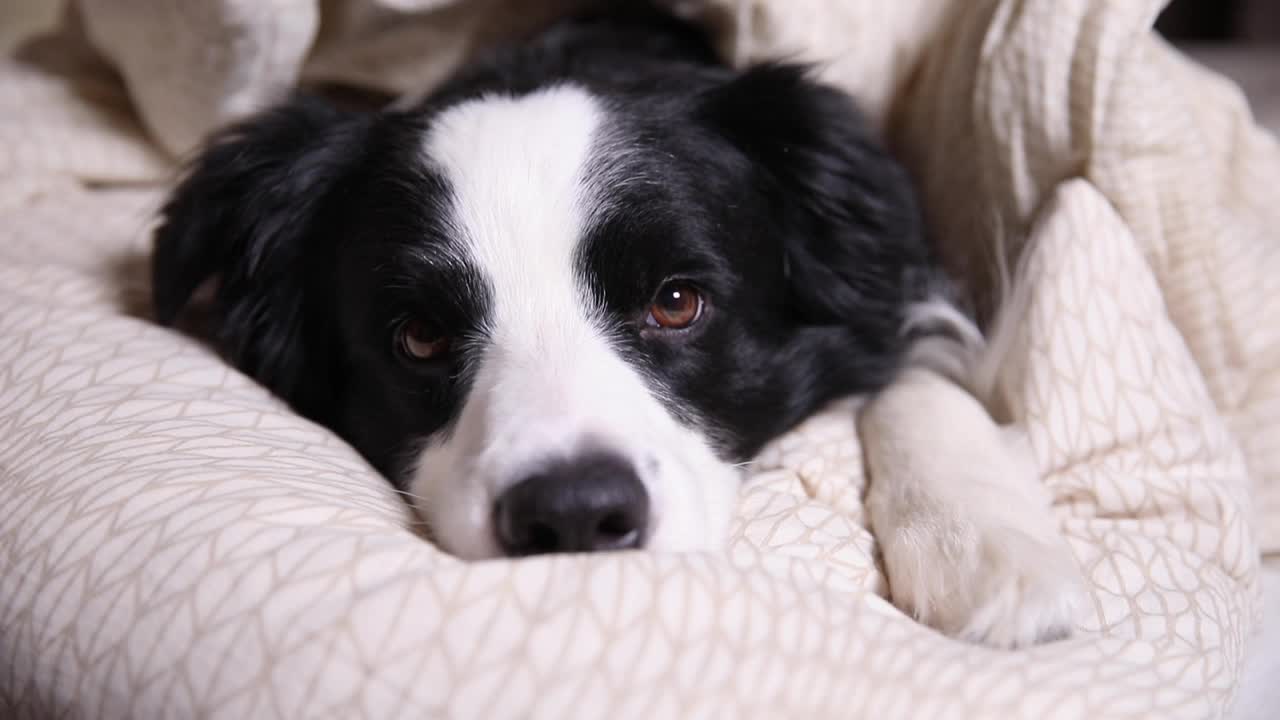 有趣可爱的小狗狗边境牧羊犬躺在床上的枕头毯子。不要打扰我，让我睡觉。宠物狗躺在家里午睡睡觉在室内。有趣的宠物动物生活理念视频素材